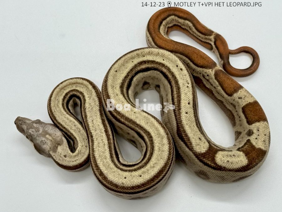MOTLEY T+VPI HET LEOPARD